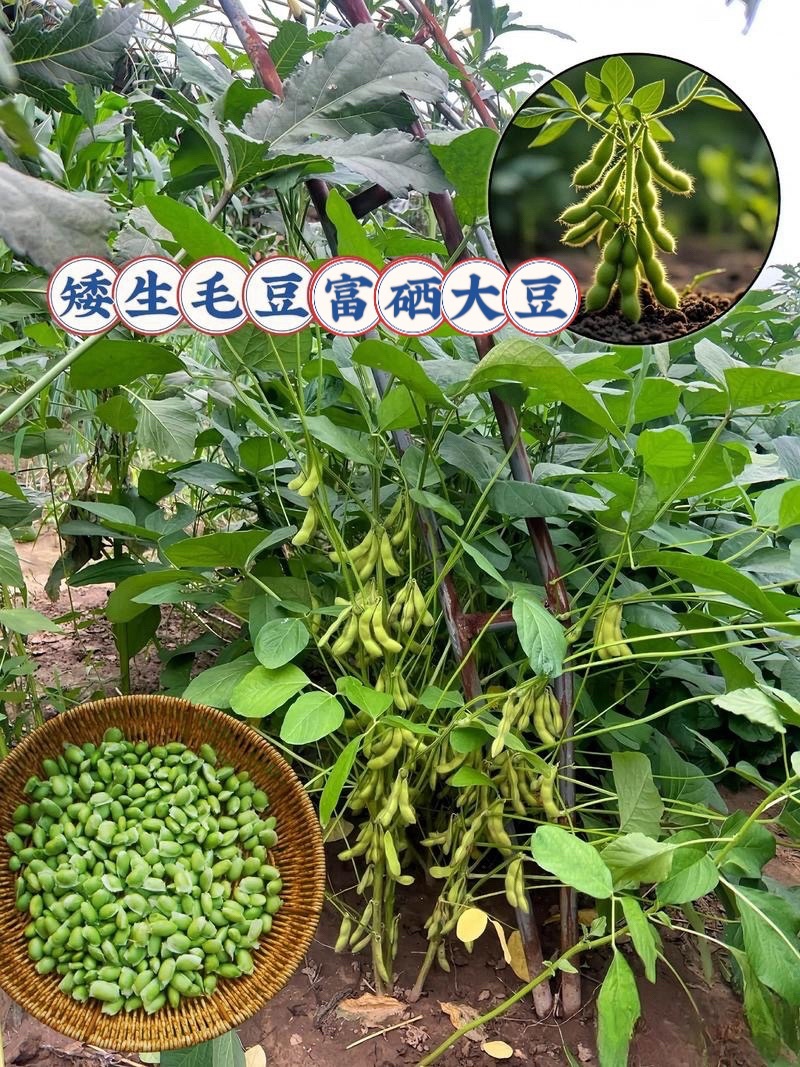 毛豆，75-3毛豆，大刀片毛豆，数十吨现货，保农残