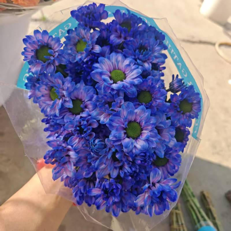 吸色小菊鲜切花，基地直发，保质保量，可视频看货，量大从优