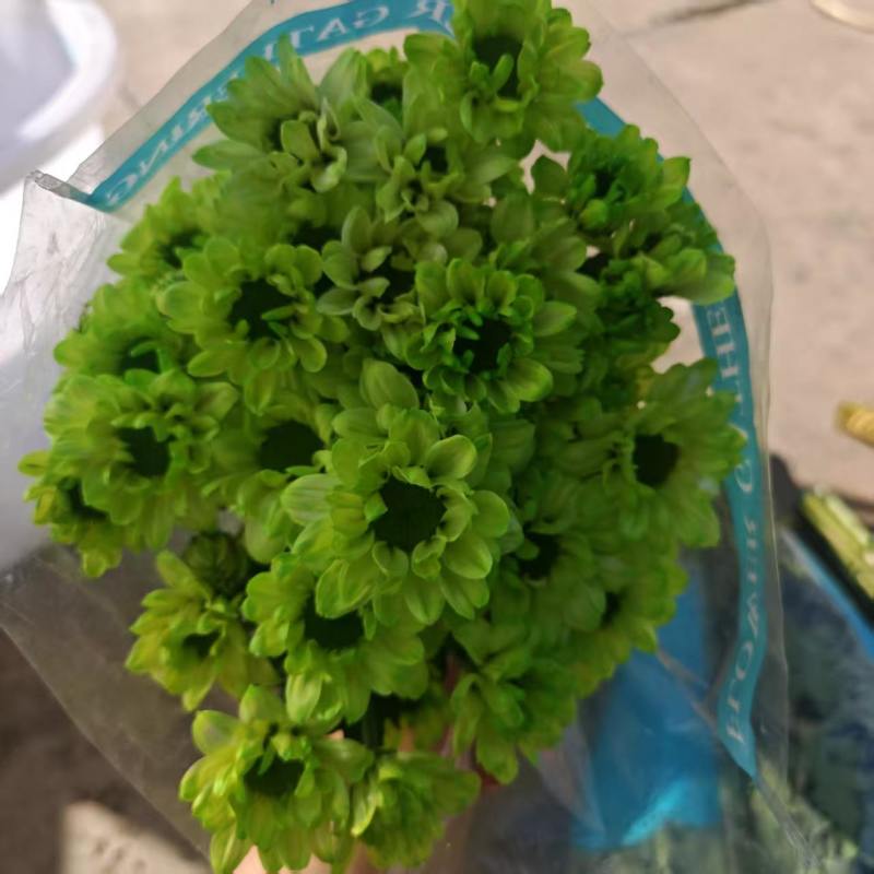 吸色小菊鲜切花，基地直发，保质保量，可视频看货，量大从优