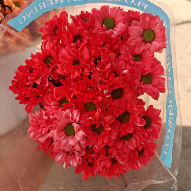 吸色小菊鲜切花，基地直发，保质保量，可视频看货，量大从优
