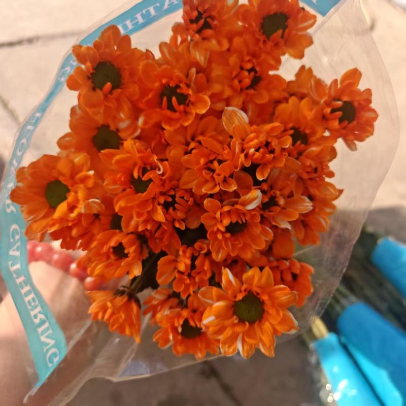 吸色小菊鲜切花，基地直发，保质保量，可视频看货，量大从优