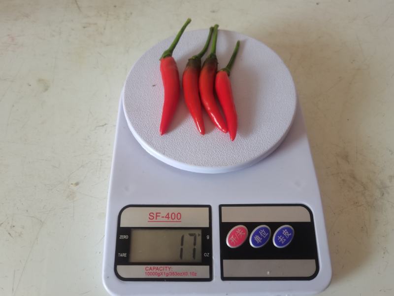 小米辣椒（高辣度）