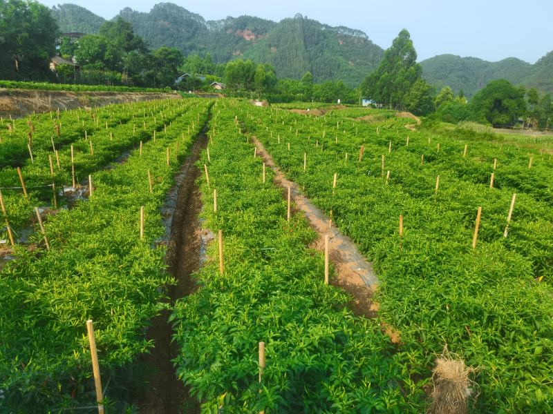 小米辣椒（高辣度）