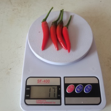 小米辣椒（高辣度）