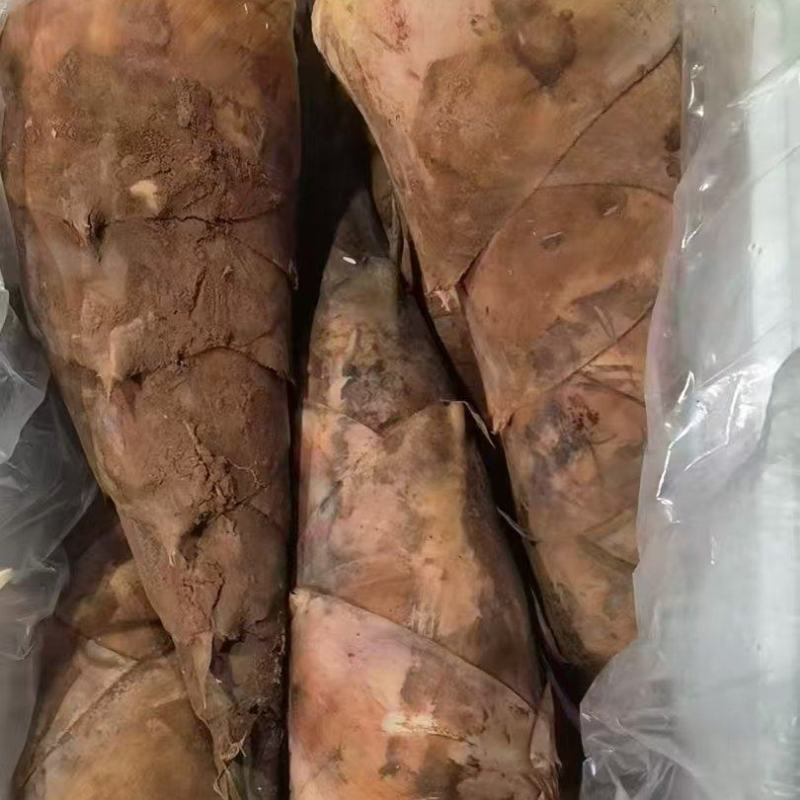 云南水果笋，质量保证，产地一手货源，欢迎下单