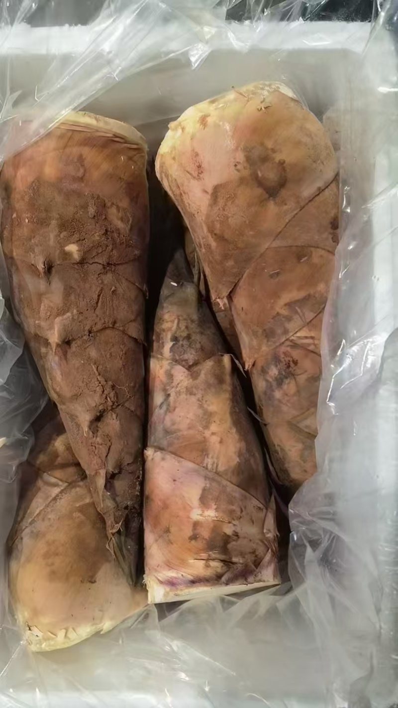 云南水果笋，质量保证，产地一手货源，欢迎下单