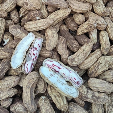 云南本地现挖七彩花生，自己种植，欢迎老板订货量大从优