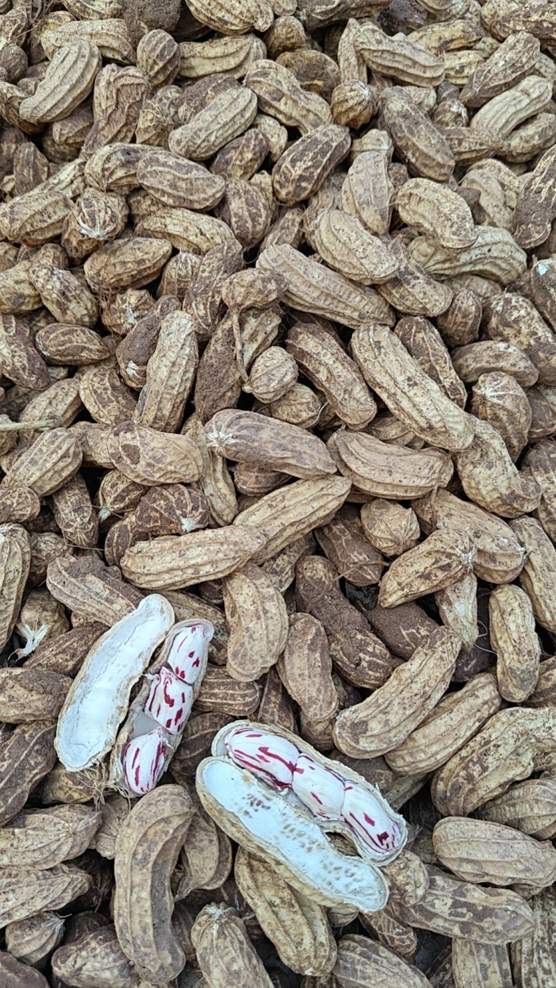 云南本地现挖七彩花生，自己种植，欢迎老板订货量大从优