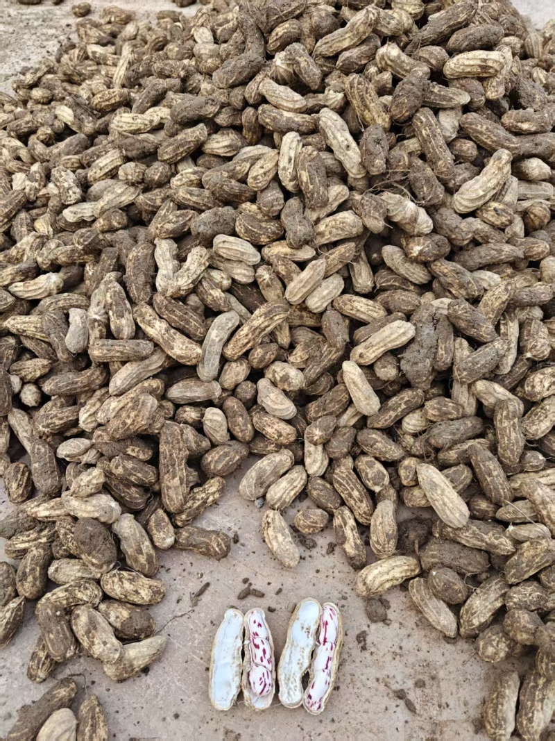 云南本地现挖七彩花生，自己种植，欢迎老板订货量大从优