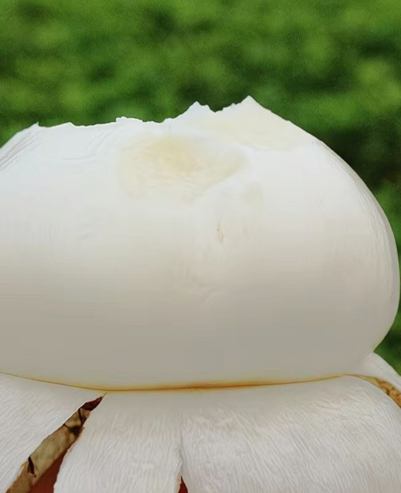贵州镇宁地罗卜