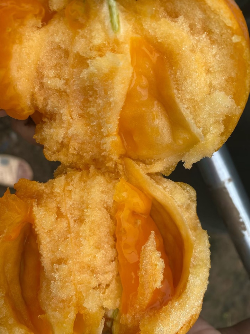 黄西红柿