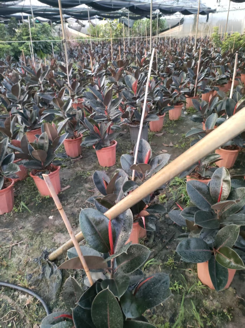 黑金刚橡皮树
