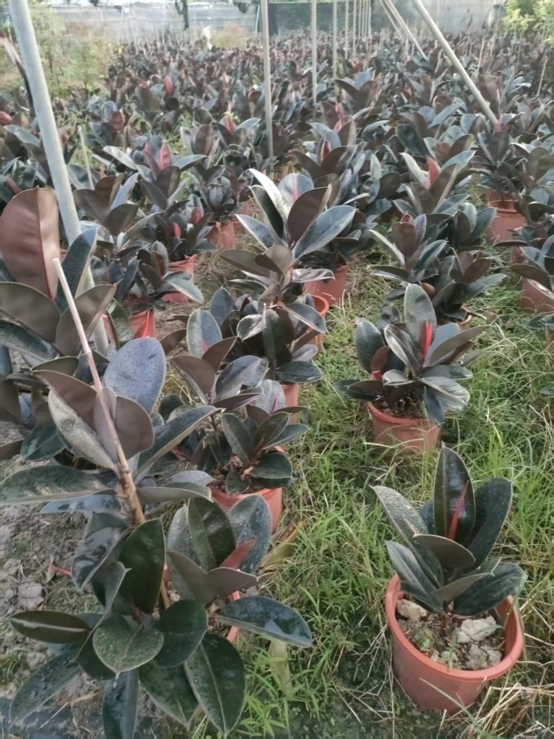 黑金刚橡皮树
