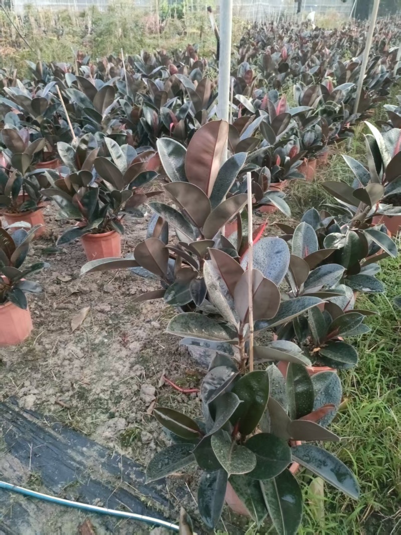 黑金刚橡皮树