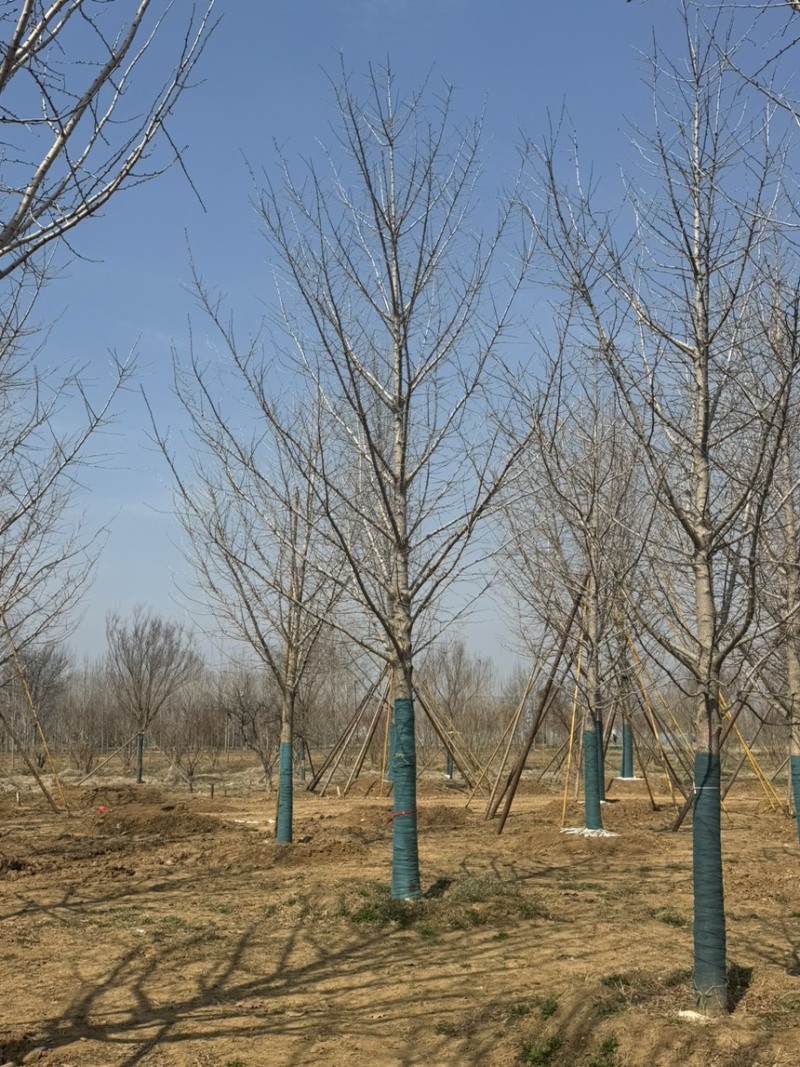 假植精品银杏树15-30公分，规格齐全，量大，高成活