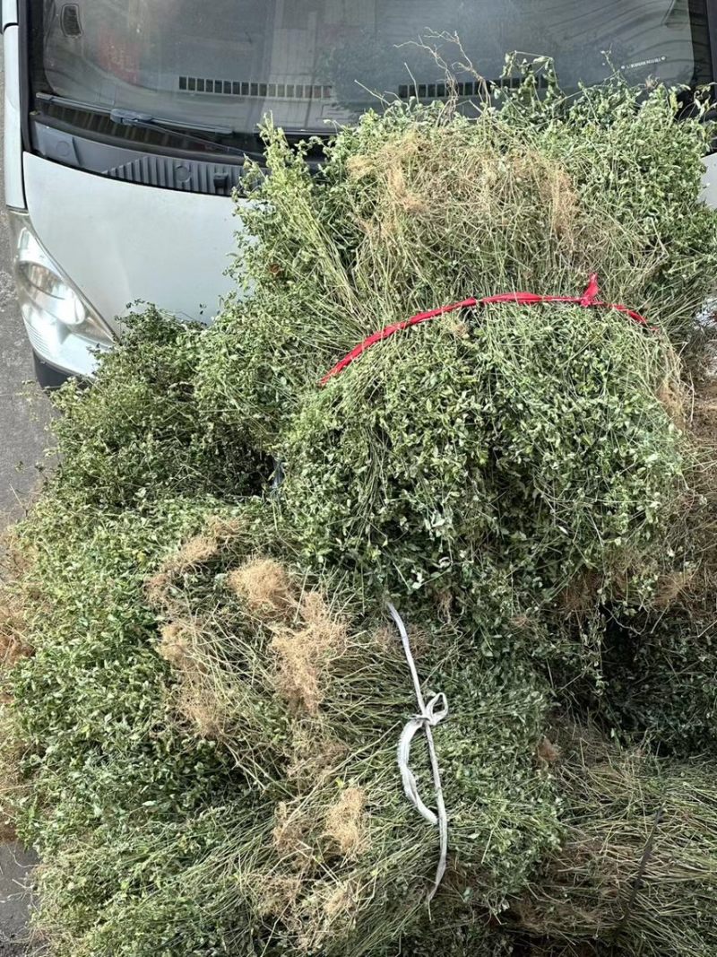 小青草.爵床草.六角英