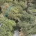 小青草.爵床草.六角英