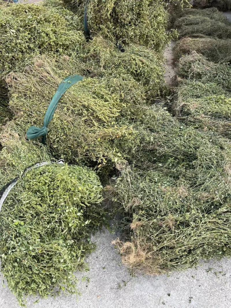 小青草.爵床草.六角英