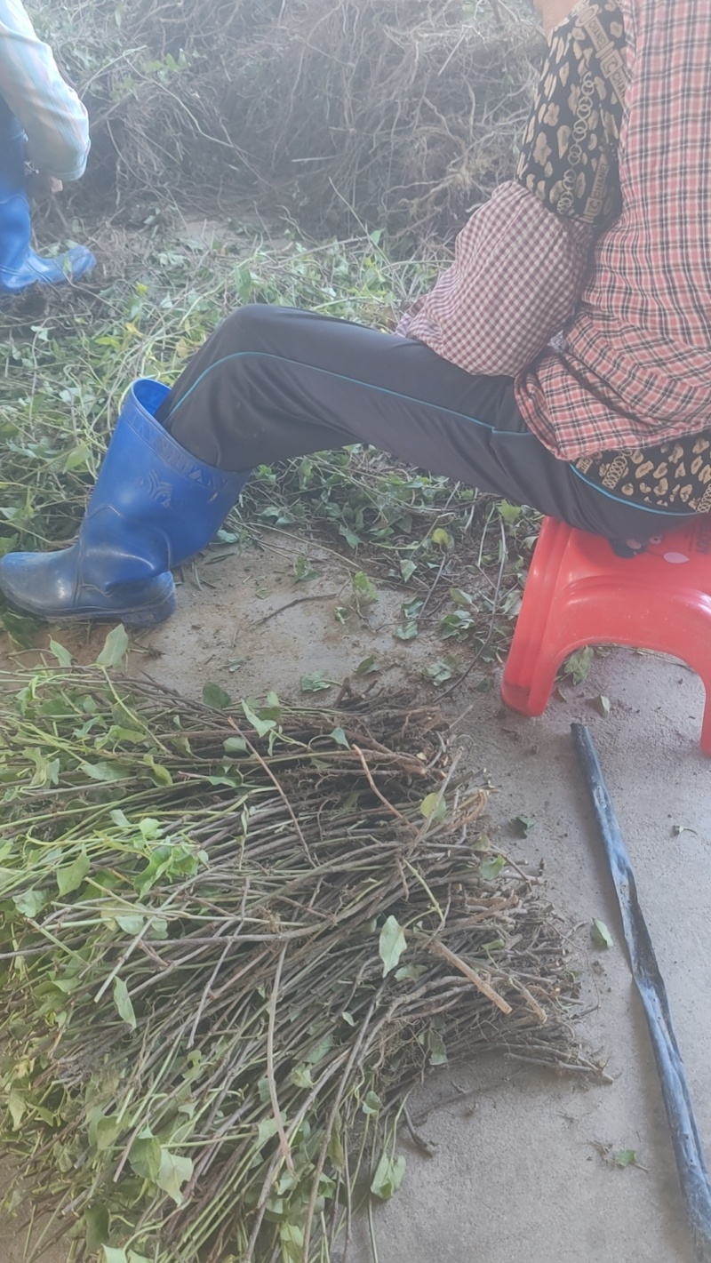 何首乌种苗产地货源充足量大价优欢迎随时电话联系