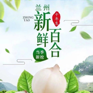 甘肃兰州农家百合产地直发