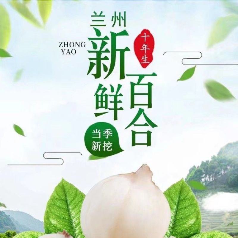 甘肃兰州农家百合产地直发