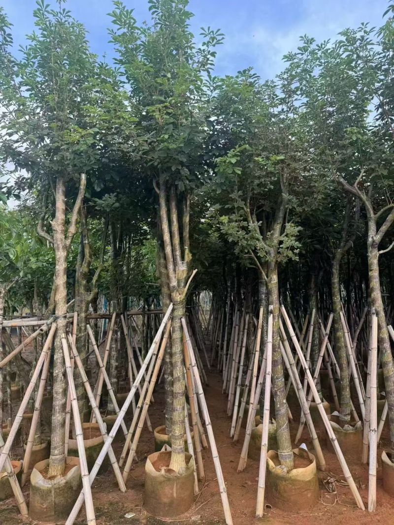 黄花风铃木骨架8-15分，大量现货待售