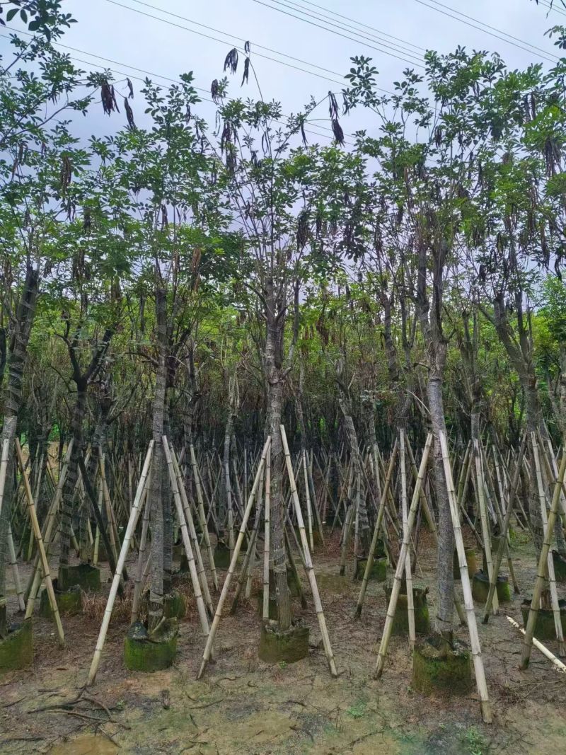 黄花风铃木骨架8-15分，大量现货待售