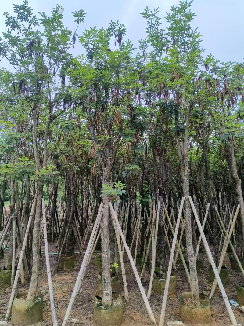 黄花风铃木骨架8-15分，大量现货待售