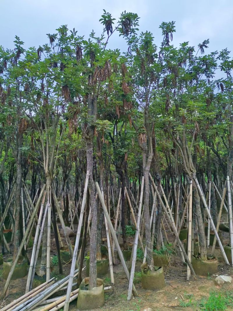 黄花风铃木骨架8-15分，大量现货待售