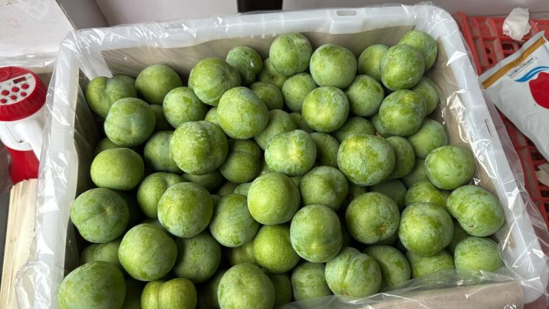 青脆李大量上市，果面带粉，个头均匀，无裂无痕，口感脆甜