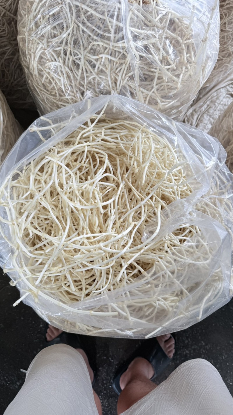鱼腥草折耳根