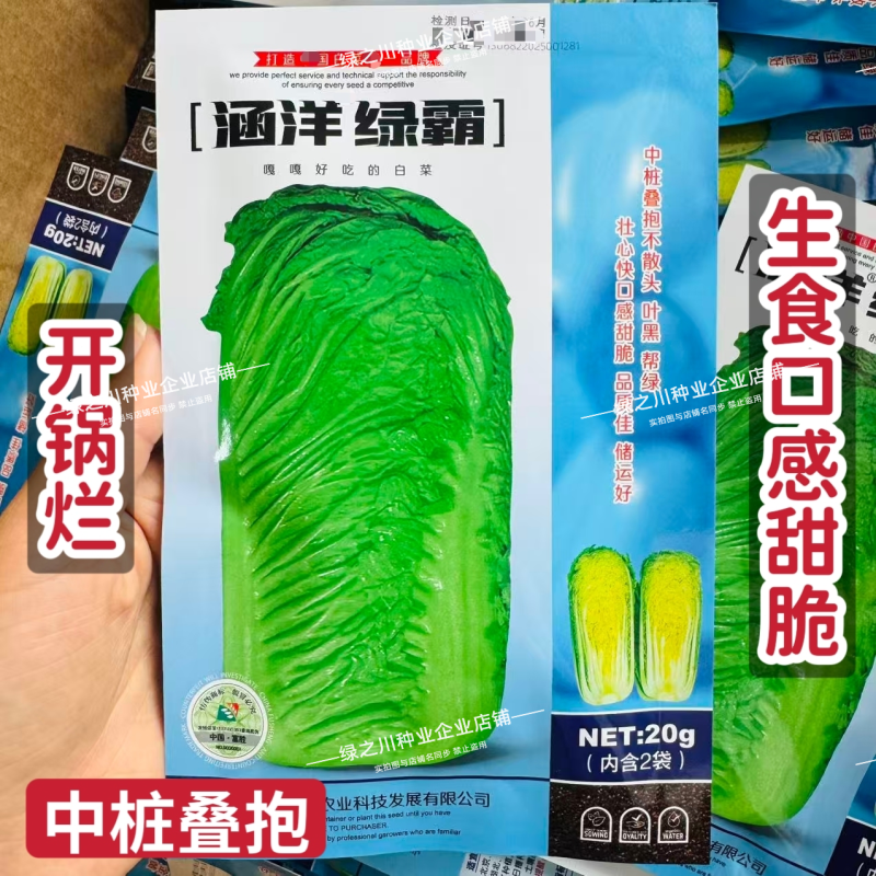 涵洋绿霸大白菜种子中桩叠抱河北绿霸大白菜种籽口感甜脆