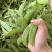 台湾珍宝双花豆双荚荷兰豆豌豆种子甜脆爽口好吃