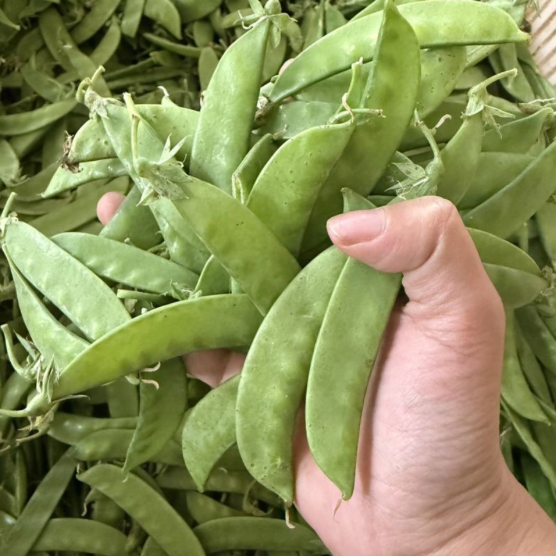 台湾珍宝双花豆双荚荷兰豆豌豆种子甜脆爽口好吃