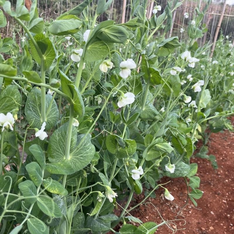 台湾珍宝双花豆双荚荷兰豆豌豆种子甜脆爽口好吃