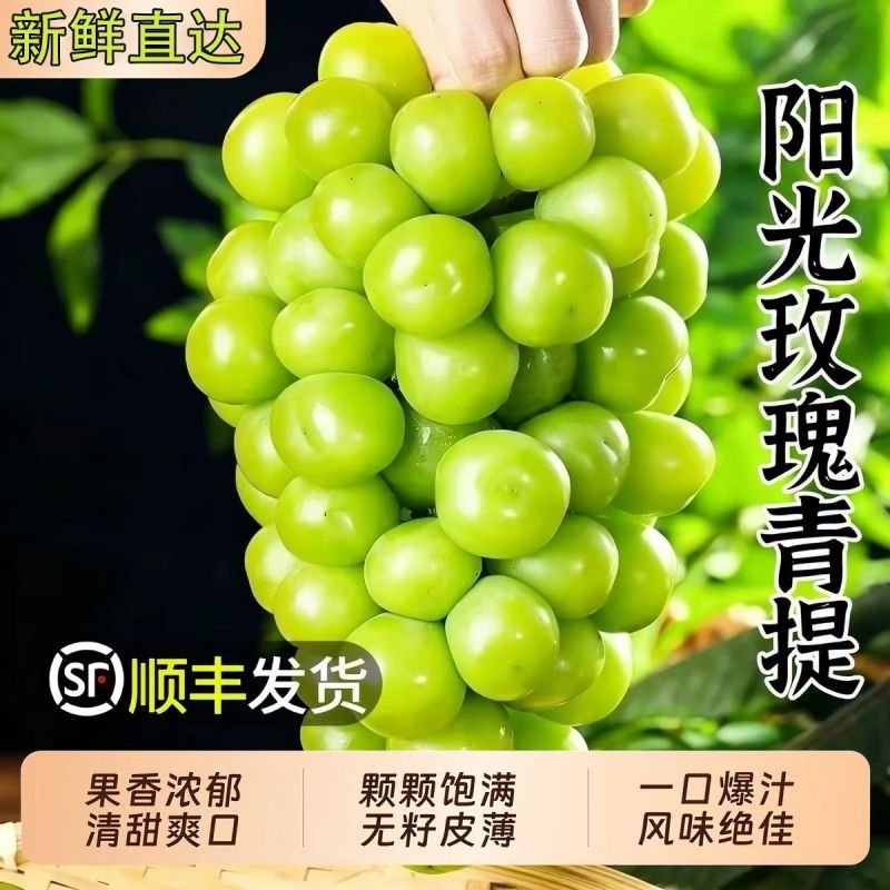 夏邑阳光玫瑰中期大量有货，有需要看货的老板可以联系我
