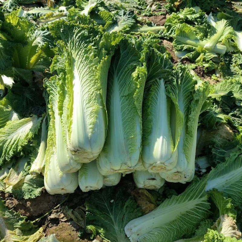 水果甜绍菜大白菜种子蔬菜优质高产抗病耐贮商品性佳秋季播种