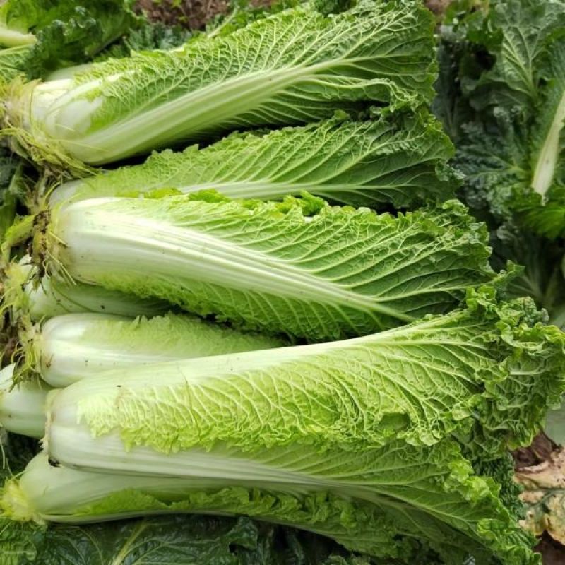 水果甜绍菜大白菜种子蔬菜优质高产抗病耐贮商品性佳秋季播种