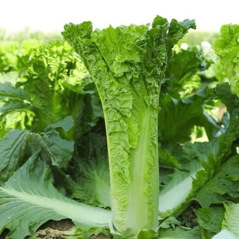 水果甜绍菜大白菜种子蔬菜优质高产抗病耐贮商品性佳秋季播种