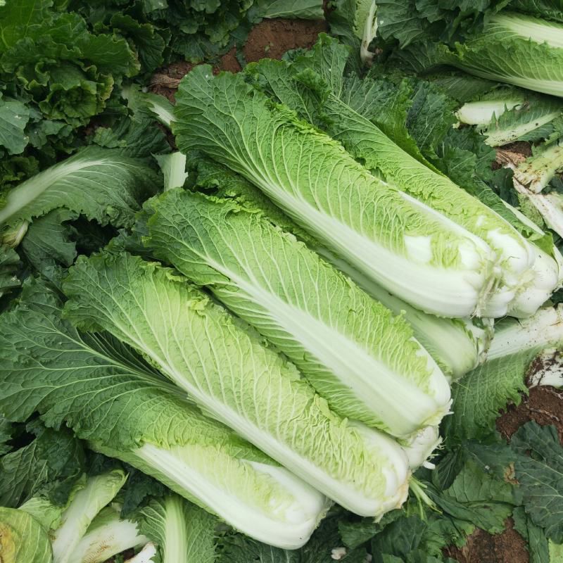 水果甜绍菜大白菜种子蔬菜优质高产抗病耐贮商品性佳秋季播种
