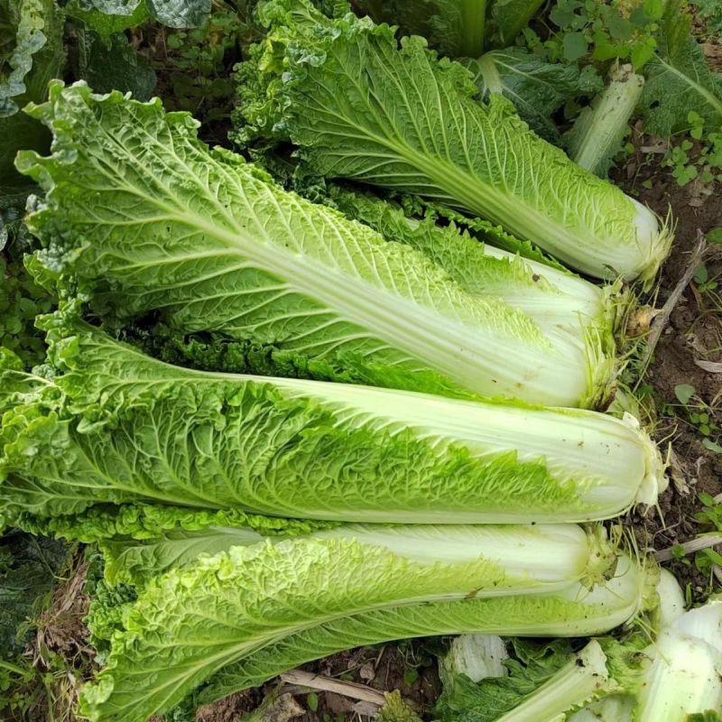 水果甜绍菜大白菜种子蔬菜优质高产抗病耐贮商品性佳秋季播种