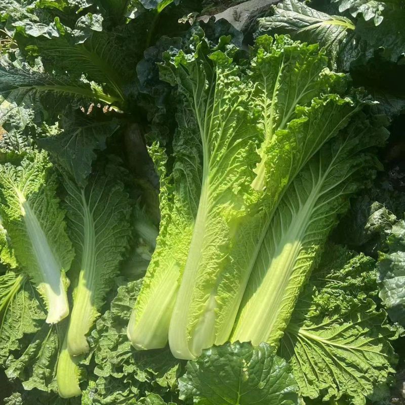 水果甜绍菜大白菜种子蔬菜优质高产抗病耐贮商品性佳秋季播种