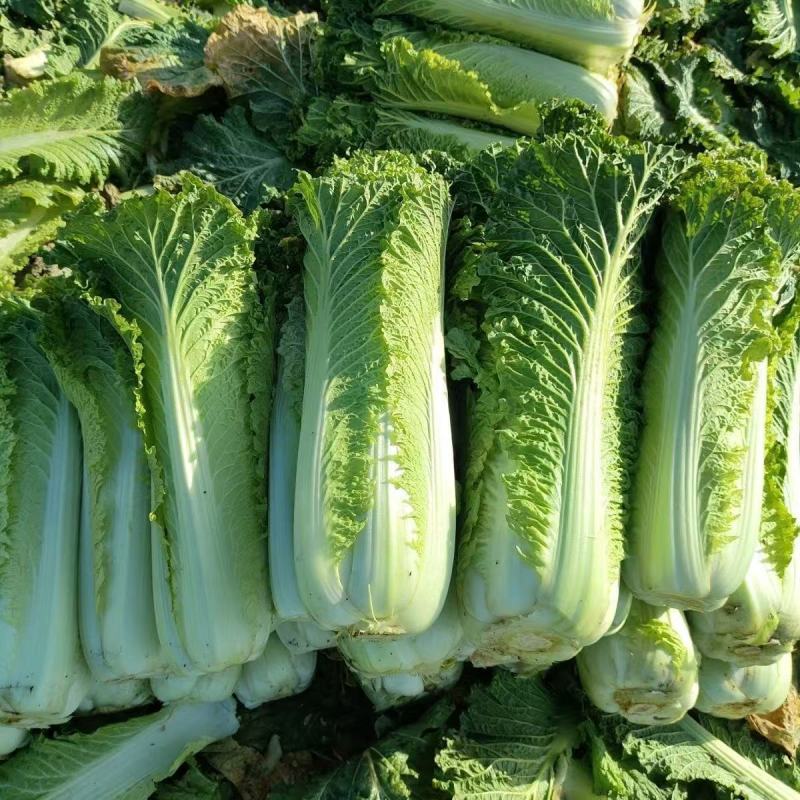 水果甜绍菜大白菜种子蔬菜优质高产抗病耐贮商品性佳秋季播种