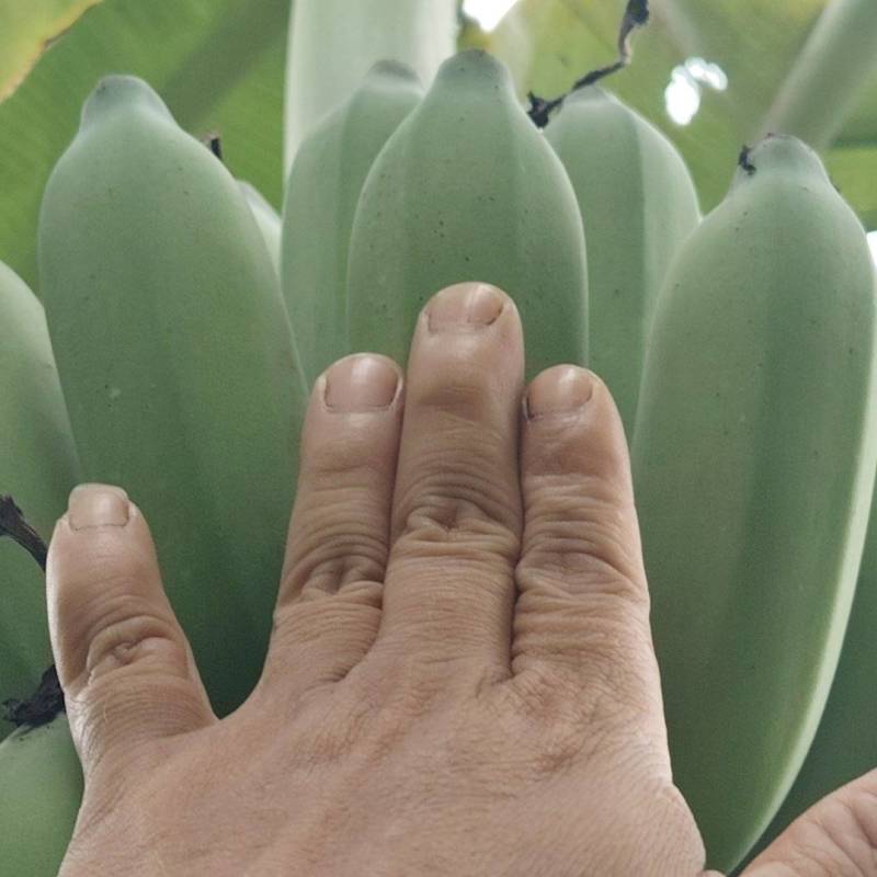 芭蕉，粉蕉