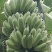 芭蕉，粉蕉