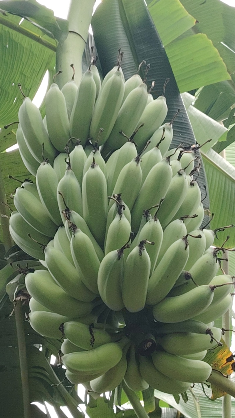 芭蕉，粉蕉