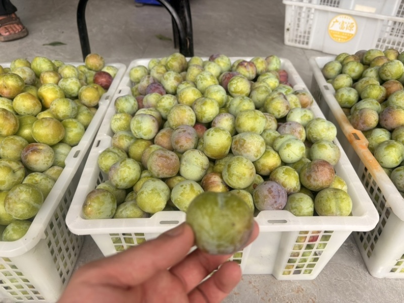 宜宾半边红大量供应，市场，电商，***********
