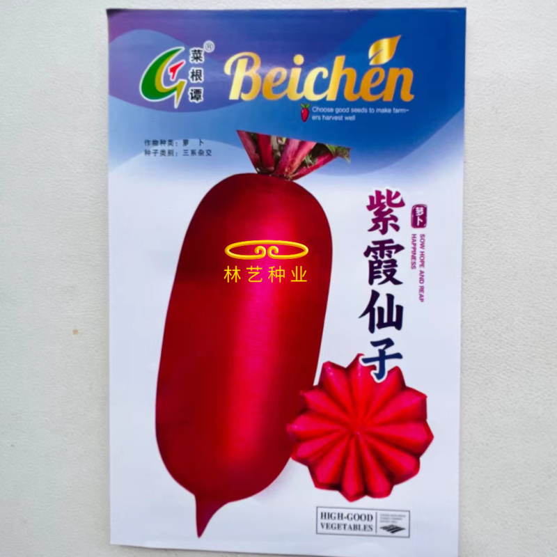 紫霞仙子紫皮紫肉水果萝卜种子60天三系杂交脆甜花青素紫萝