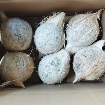 海南文昌去皮带毛椰青椰白（地标农产品）4个箱装6个箱装