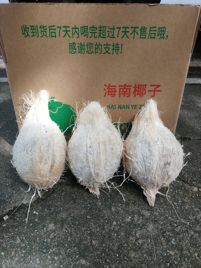 海南文昌去皮带毛椰青椰白（地标农产品）4个箱装6个箱装